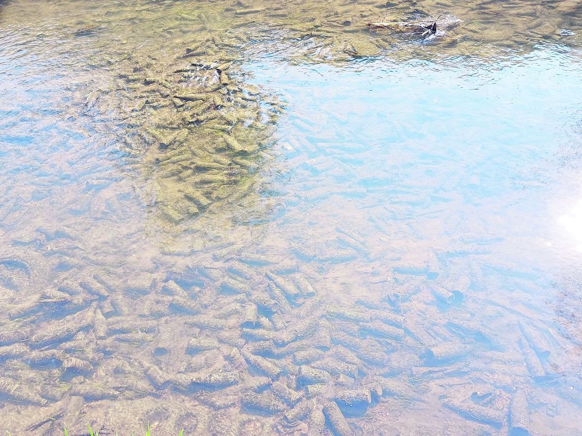 Zamość: Butelkowe dno Łabuńki (TYLKO W GAZECIE) Zamość: Butelkowe dno Łabuńki (TYLKO W GAZECIE)