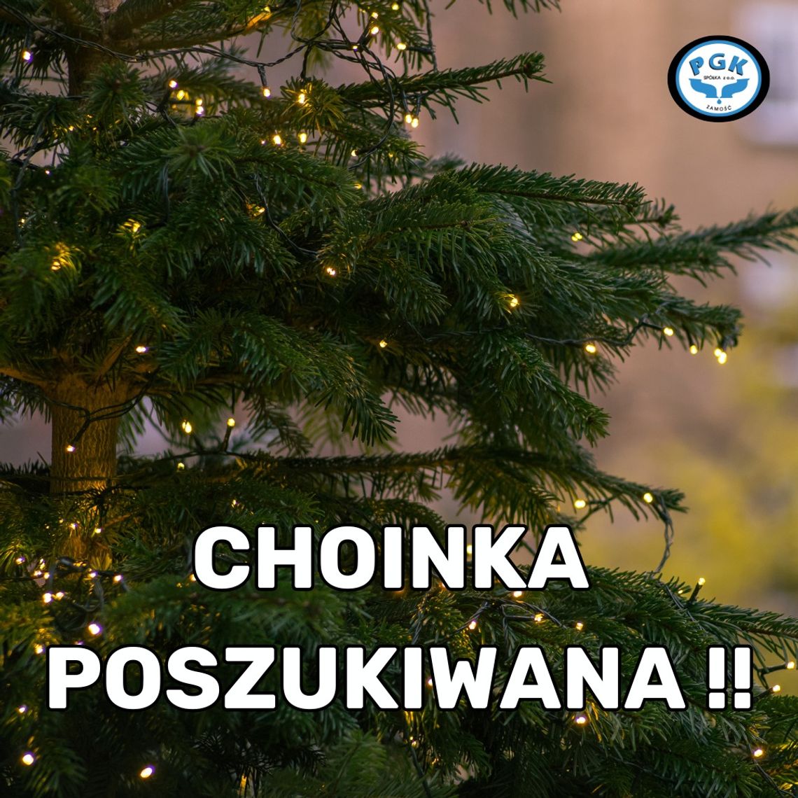 "Chcemy stworzyć w Zamościu klimat tradycyjnych Świąt i postawić na Rynku Wielkim duuużą, żywą choinkę" - informuje PGK Zamość.