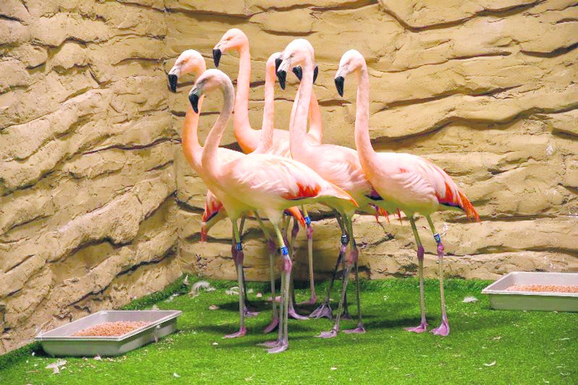 Zamość: Chilijskie flamingi w zoo