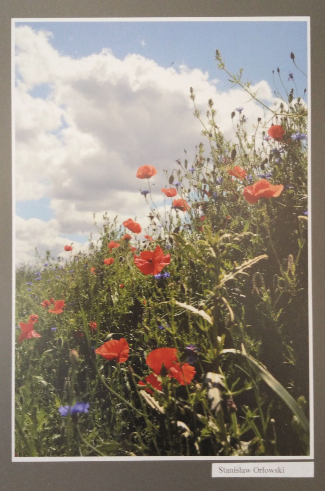 Zamość: Dzikie kwiaty na wystawie w Morandówce