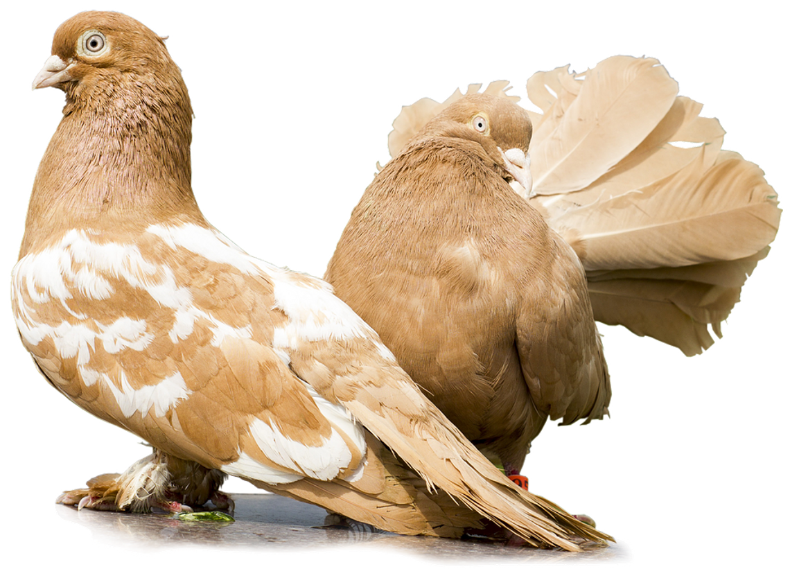 Zamość: Gołębie i inne ptasie piękności na wystawie