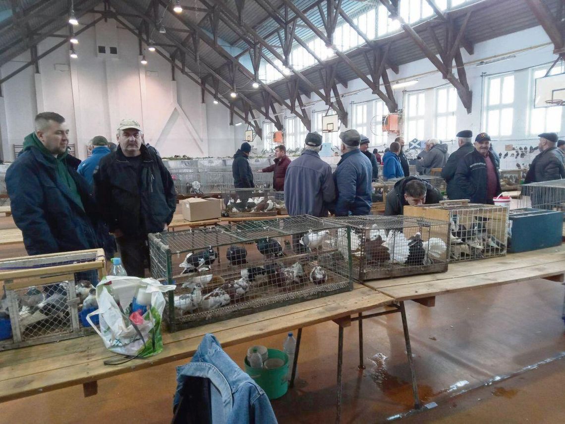 Zamość: Gołębie na wystawie. To wydarzenie potrwa trzy dni Wiele ras gołębi i drobiu będzie można zobaczyć podczas XV Wystawy Gołębi Rasowych i Drobiu Ozdobnego w Zamościu.