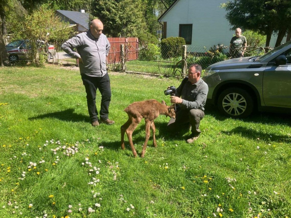 Małym łosiem spod Grabowca zajęli się myśliwi i wójt.