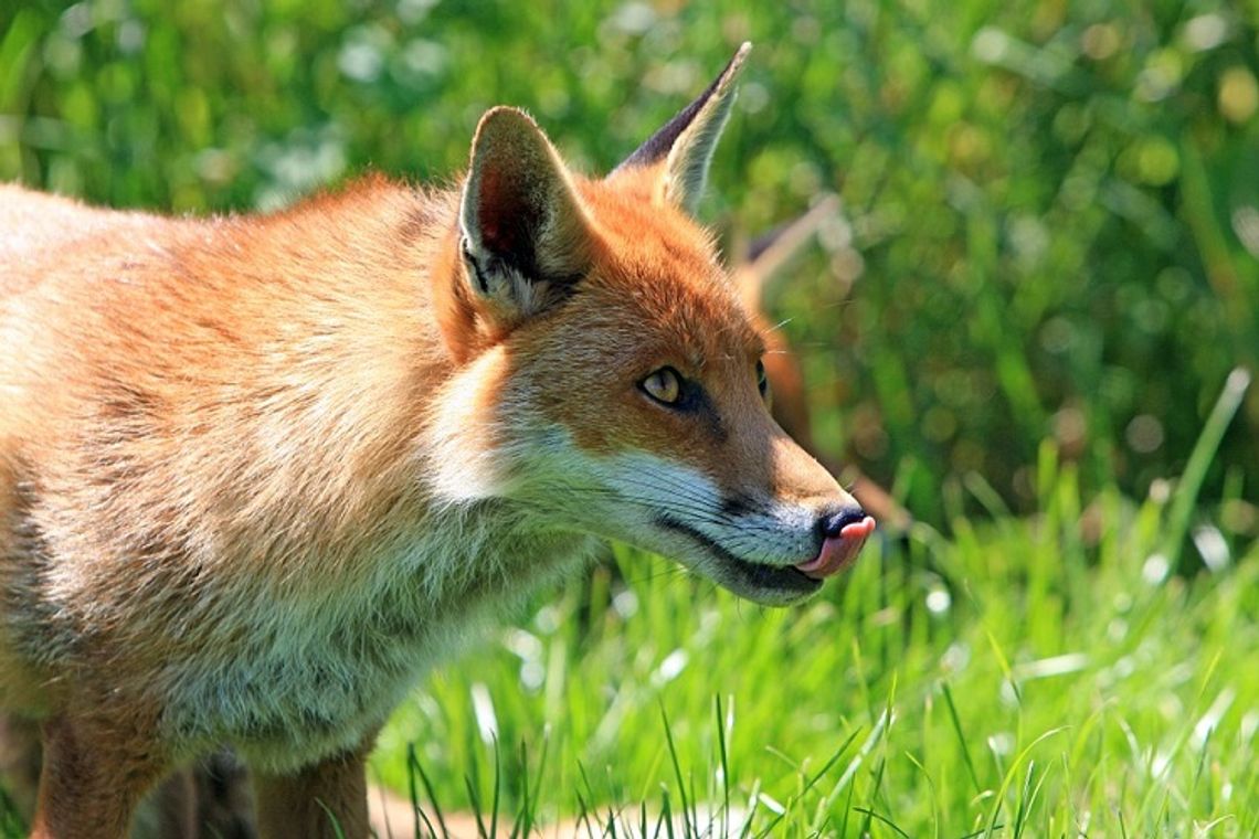 Zamość: Lisy grasują na osiedlach