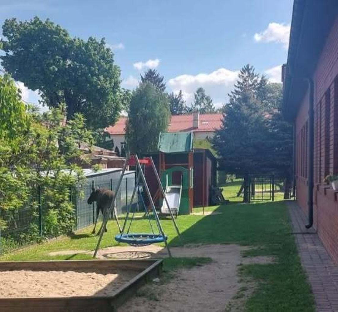 Łoś w przedszkolu. Fot. KM PSP Zamość