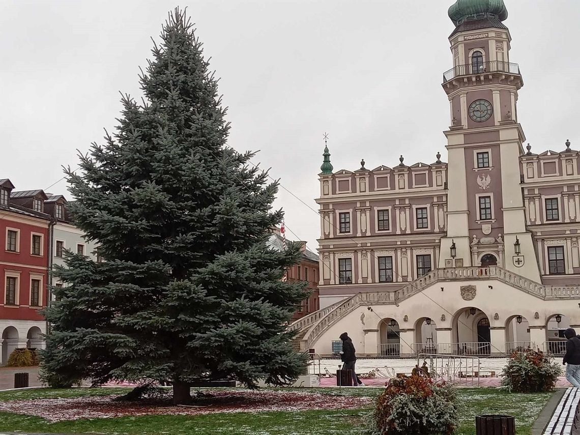 W Zamościu na Rynku ustawiono ponad 10-metrowy świerk srebrzysty.