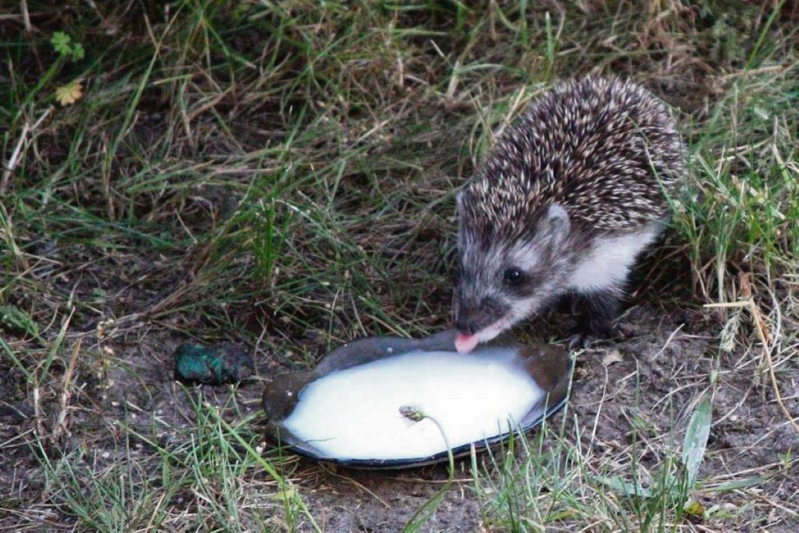 Dzikie zwierzęta powinny pozostawać w ich naturalnym środowisku.