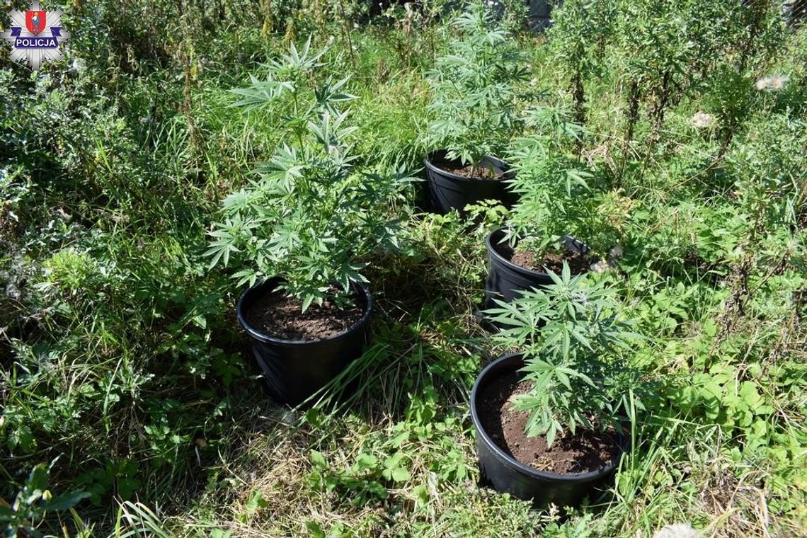 Policjanci odnaleźli również uprawiane nielegalnie przez 23-latka rośliny konopi innych niż włókniste.