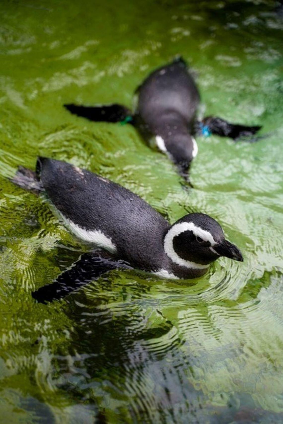 W Zamościu nieloty będzie można oglądać zarówno na lądzie, jak i podczas pływania pod wodą.