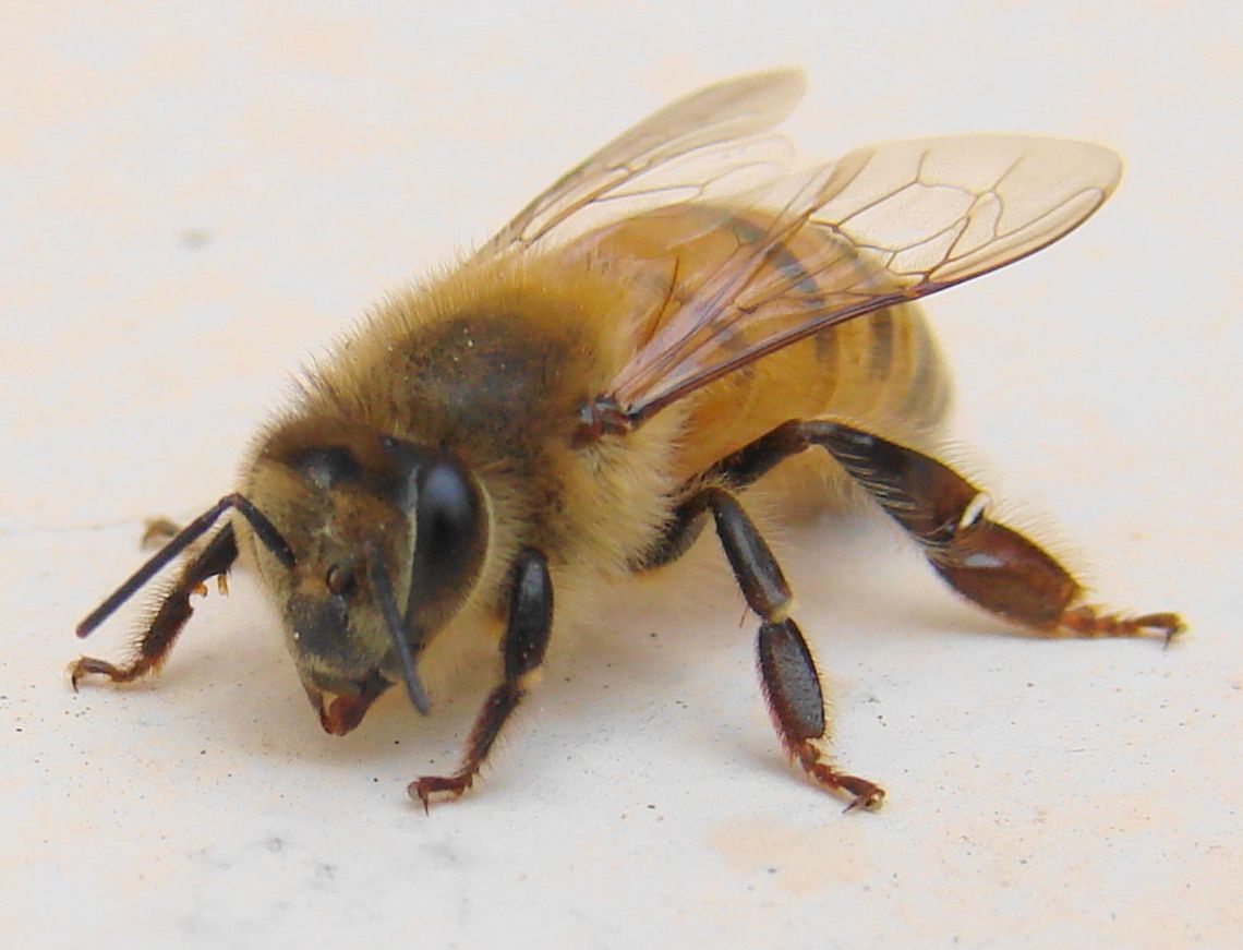 Zamość: Pszczoły mają w zoo dom. Mieszkają w hotelu dla owadów