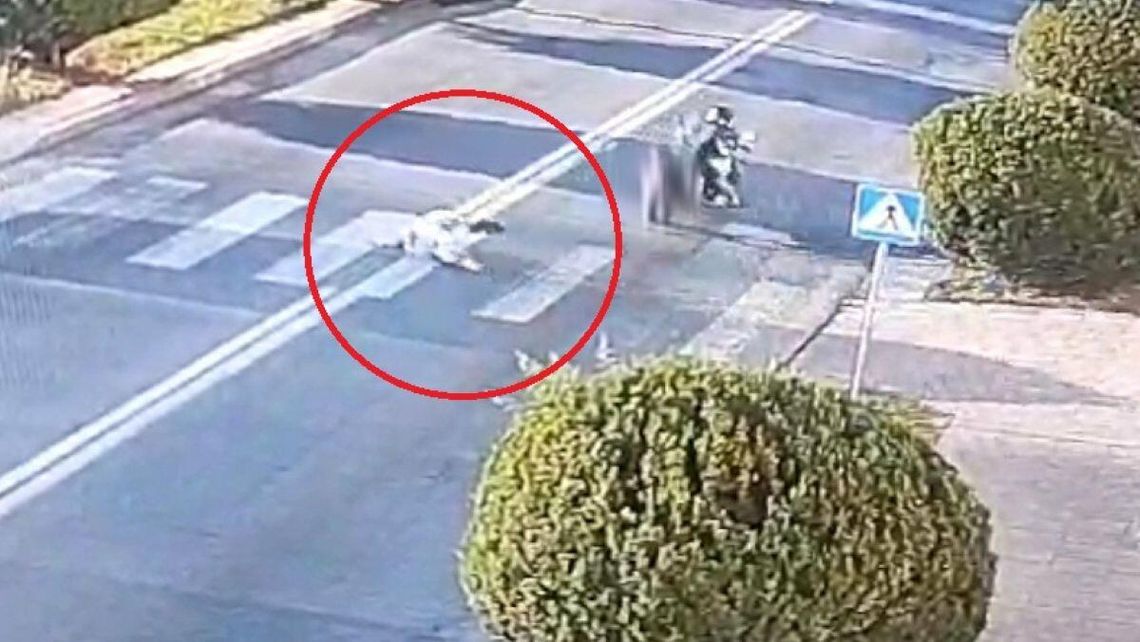 W Zamościu, 12 sierpnia 84-latka została potrącona na przejściu przez motocyklistę.