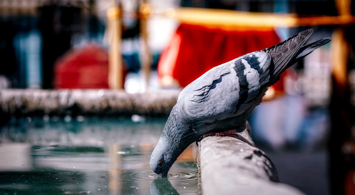 Zamość: To tylko łyk wody dla zwierząt