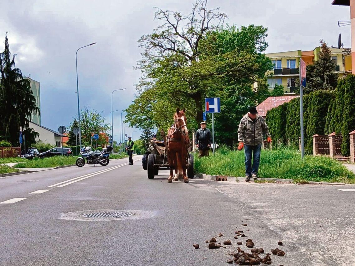 Konie na zamojskim Rynku Wielkim są mile widziane, pod warunkiem że ich właściciel zaopatrzy je w gumowe nakładki na kopyta, a gdy nabrudzą, szybko posprząta albo zadba o torbę na odchody.