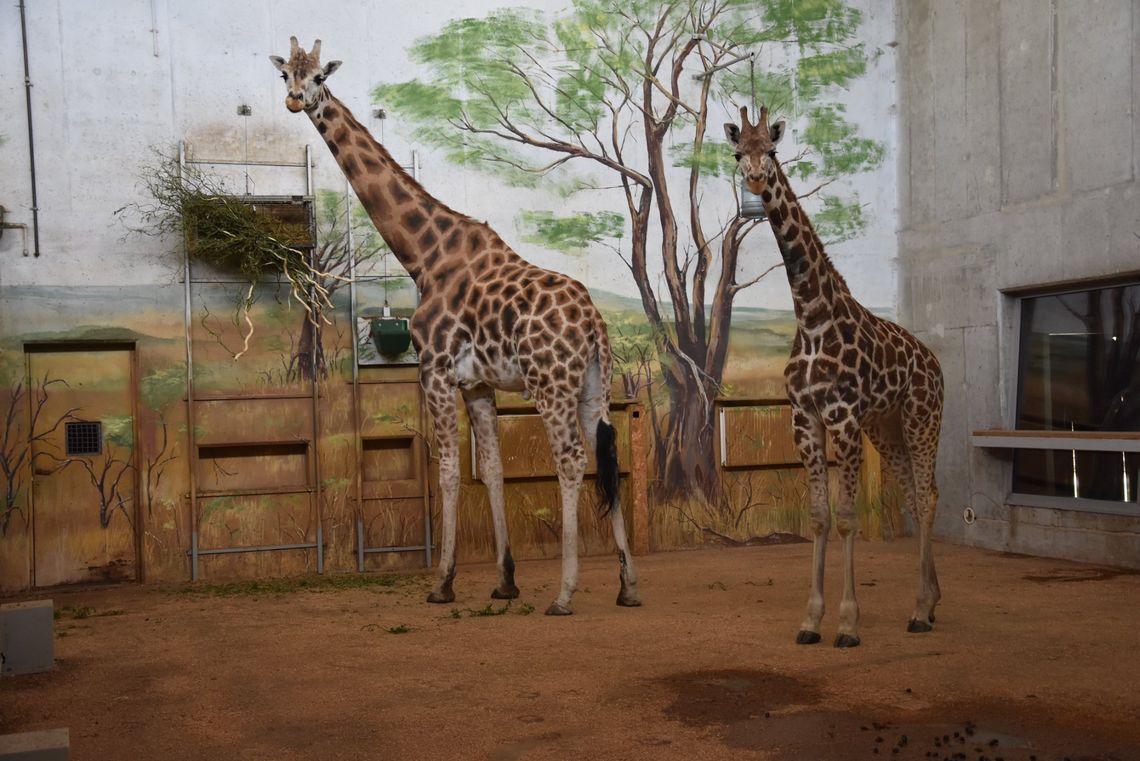 Zamość: W zamojskim ogrodzie zoologicznym jest druga żyrafa!