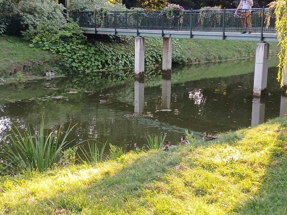 Zamojscy urzędnicy apelują do osób odwiedzających park o powstrzymanie się od dokarmiania kaczek pieczywem czy resztkami jedzenia tylko zakupu karmy w ustawionych w parku tzw. kaczkomatach.