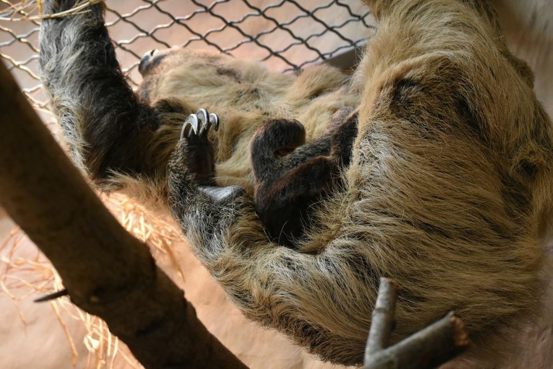 W zamojskim zoo przyszedł na świat leniwiec dwupalczasty.