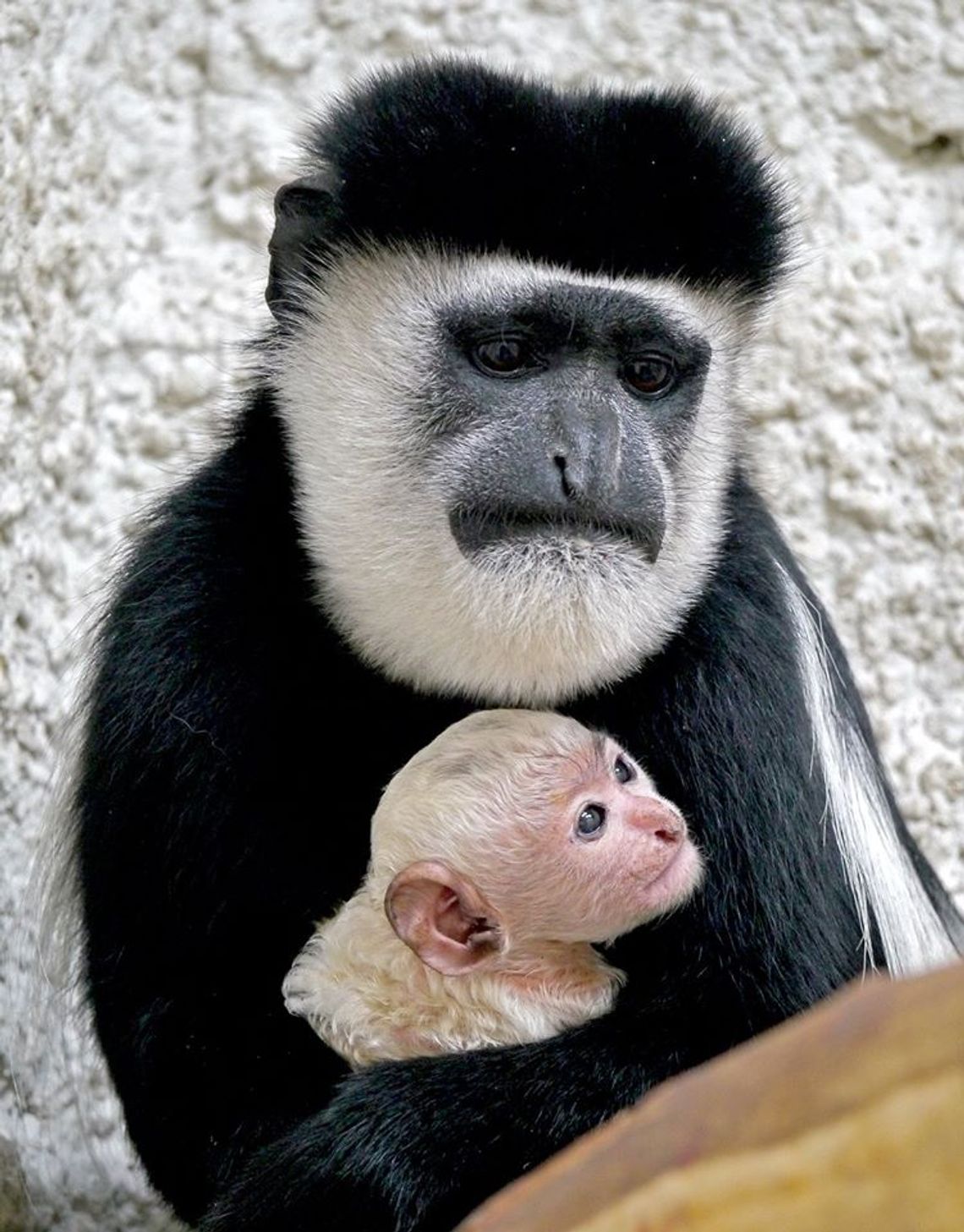 Zamość: W zoo urodziła się biała małpka [ZDJĘCIA]
