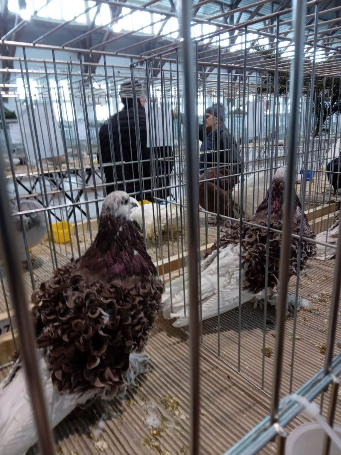 Wystawa Gołębi Rasowych i Drobiu Ozdobnego w Zamościu odbędzie się 7 lutego 2025.