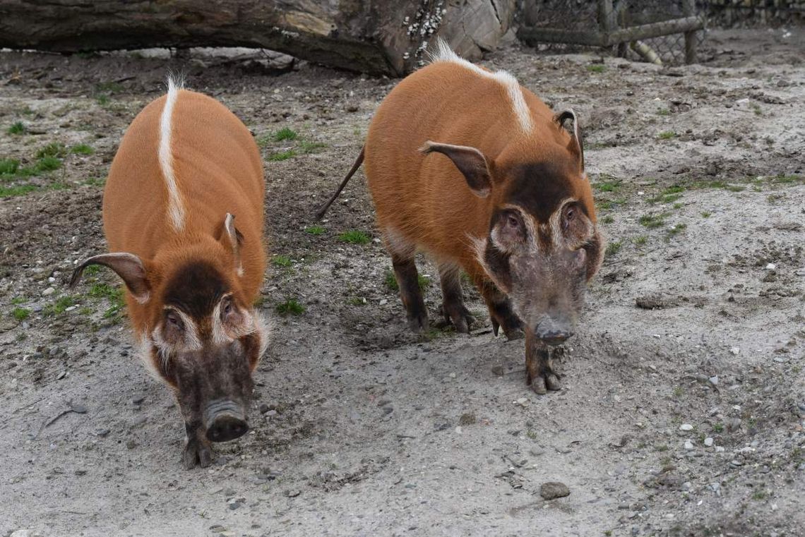 Zwierzęta w zoo w Zamościu.