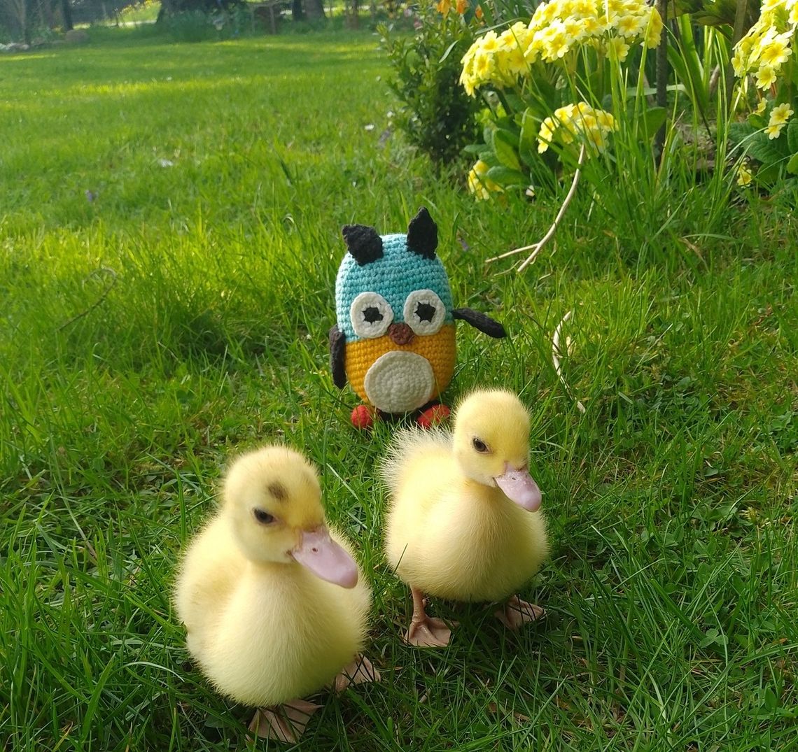 Sowa Wolumena i kaczki na wypasie.