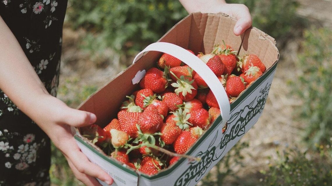 4 tys. złotych można zarobić na sprzedawaniu truskawek. Co do zbierania, to pieniądze zależą od tego, ile uda się dostarczyć owoców.