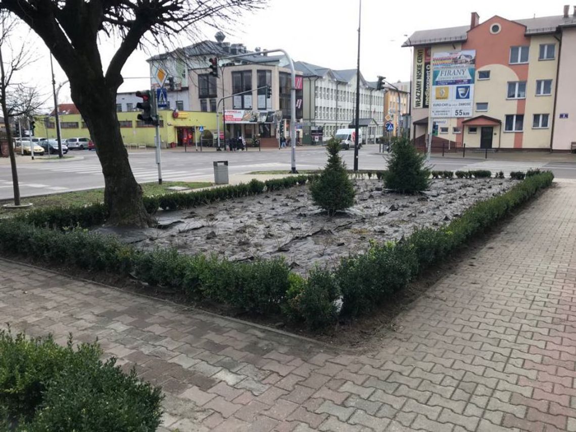 Zazieleniło się w Biłgoraju. Posadzili drzewa i krzewy