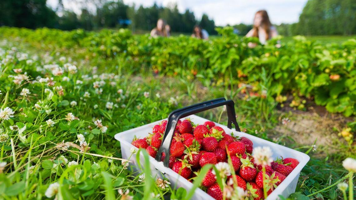 Polscy naukowcy wskazują, że do wyrzucamy bardzo cenną część truskawki. Radzą, aby poważnie zastanowić się nad jej wykorzystaniem w przemyśle spożywczym.