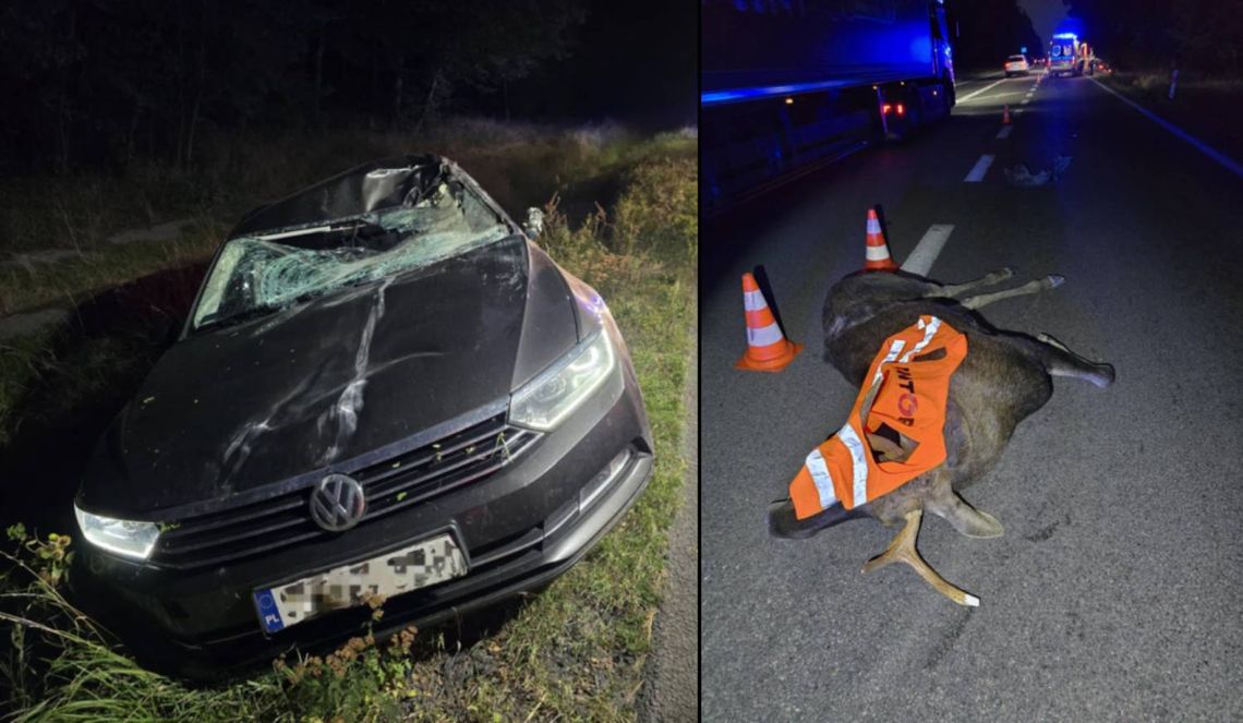 Lubelskie: Zderzenie z łosiem. Kierowca trafił do szpitala