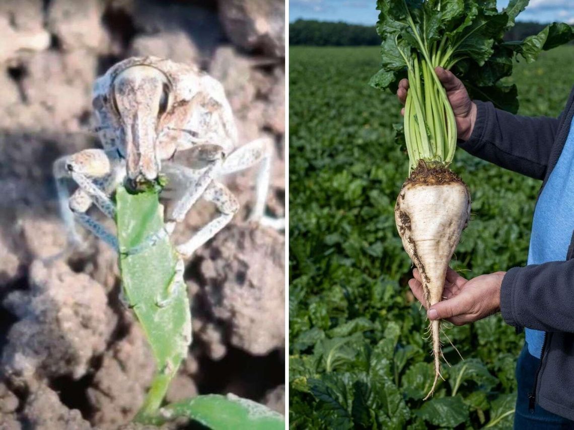 Zmiany klimatu sprzyjały żarłocznemu szkodnikowi