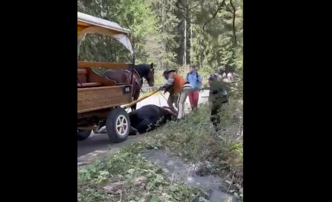 Znowu mamy nagranie z koniem, który nie ma sił ciągnąć turystów nad Morskie Oko.