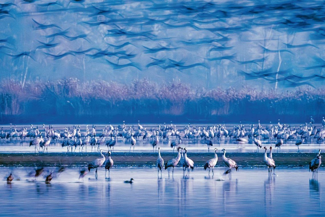 Za to zdjęcie Elżbiecie Rogaczewskiej-Czępińskiej przyznano pierwsze miejsce w konkursie.