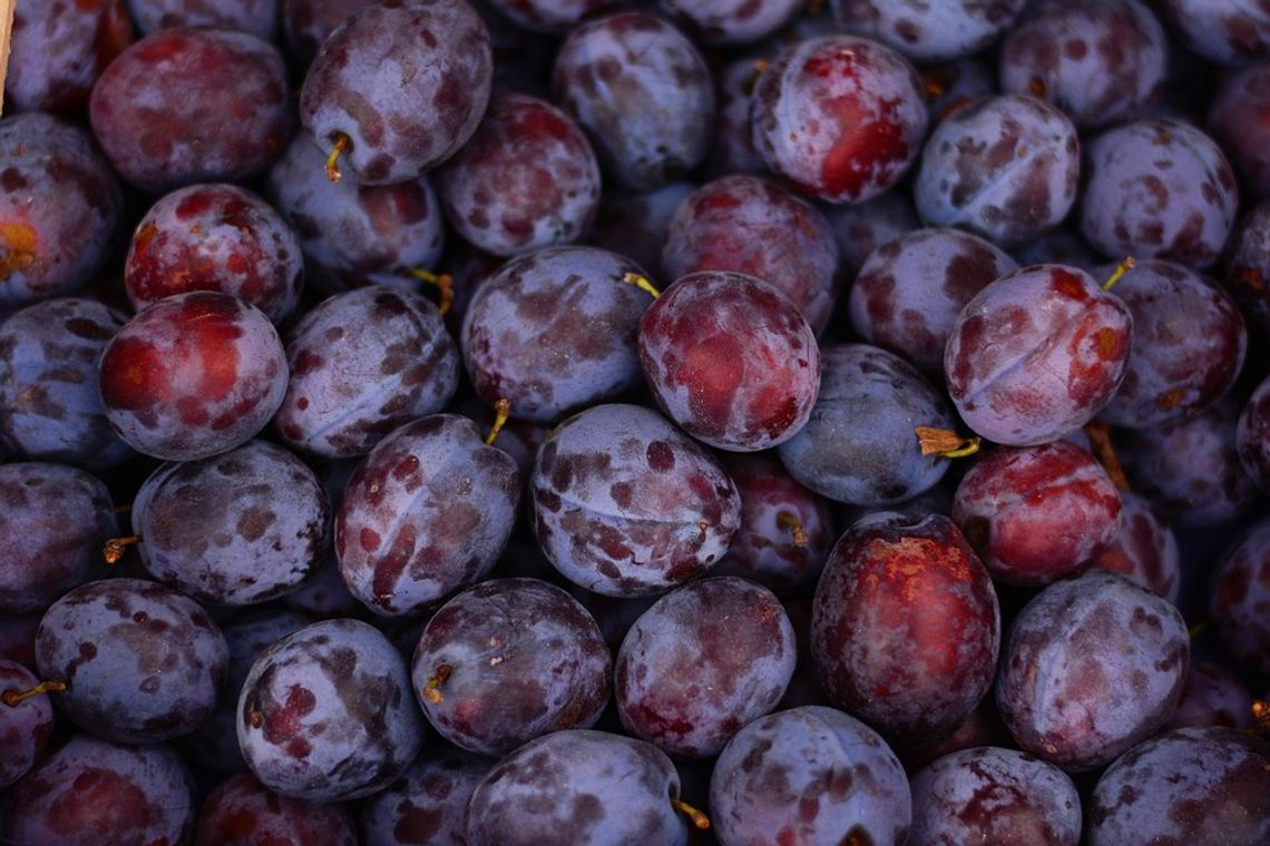 Zupa śliwkowa z skórką cytryny, przepis Radosława Surmacza z Józefowa