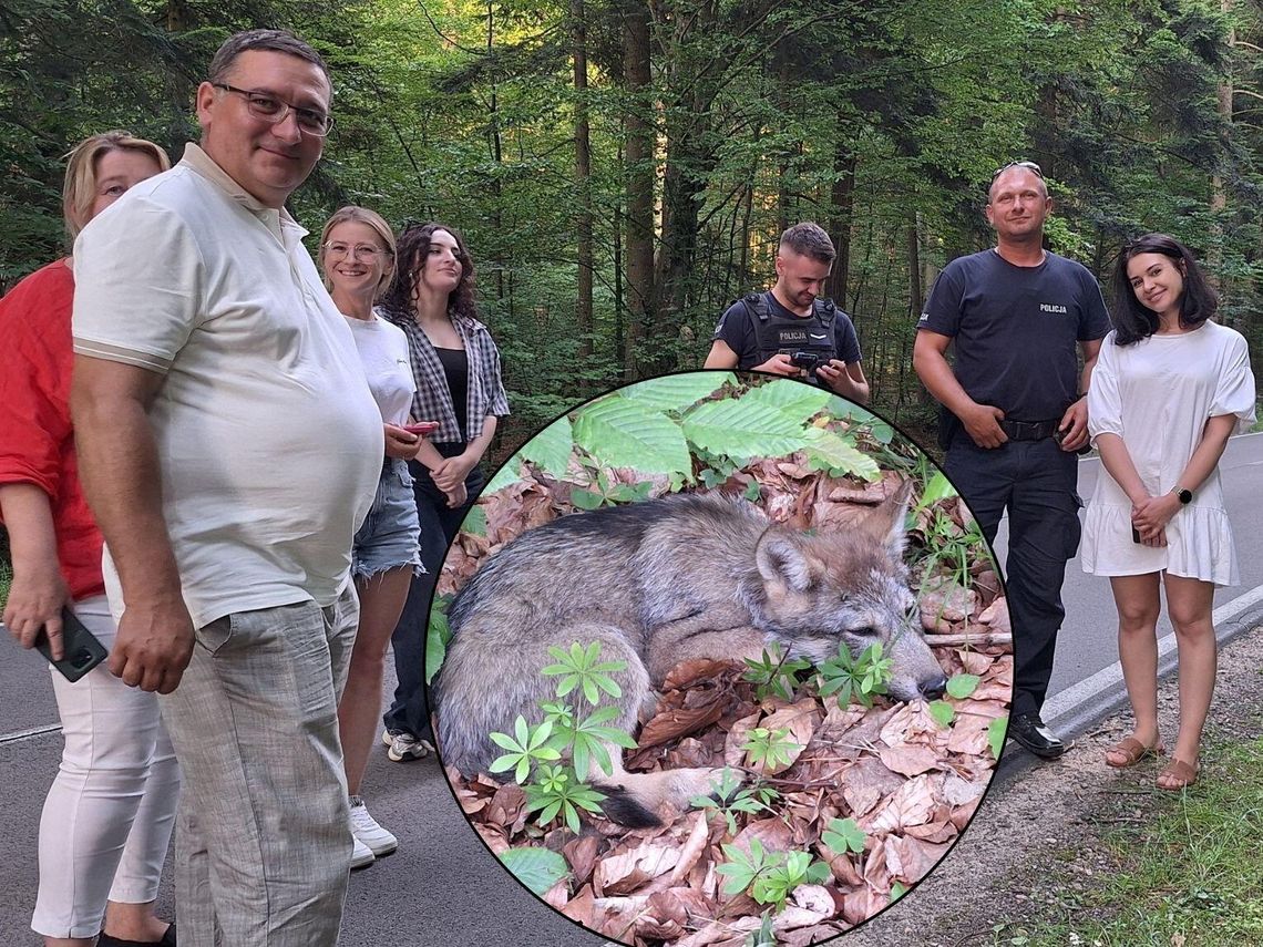 Wśród kierowców przejeżdżających przez Roztoczański Park Narodowy znalazł się ktoś, kto zauważył małego, przestraszonego wilczka, a następnie powiadomił służby.