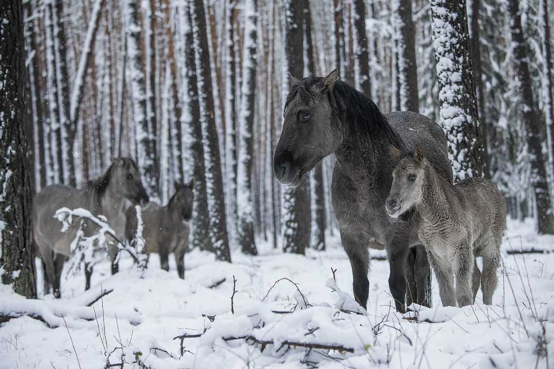 Zwierzyniec: Koników polskich coraz więcej. W Roztoczańskim Parku Narodowym oczekiwane są kolejne