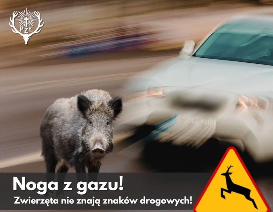 Zwolnij, zanim z lasu wyskoczy sarna Zwolnij na drodze przez las i wieś. PZŁ ostrzega przed sarnami i dzikami