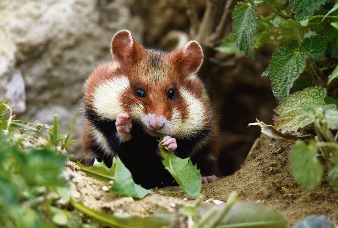 Żyje też na Zamojszczyźnie. Zagrożony wyginięciem chomik europejski jest Zwierzęciem Roku 2026 Chomik europejski. Fot. Małgorzata Bielecka