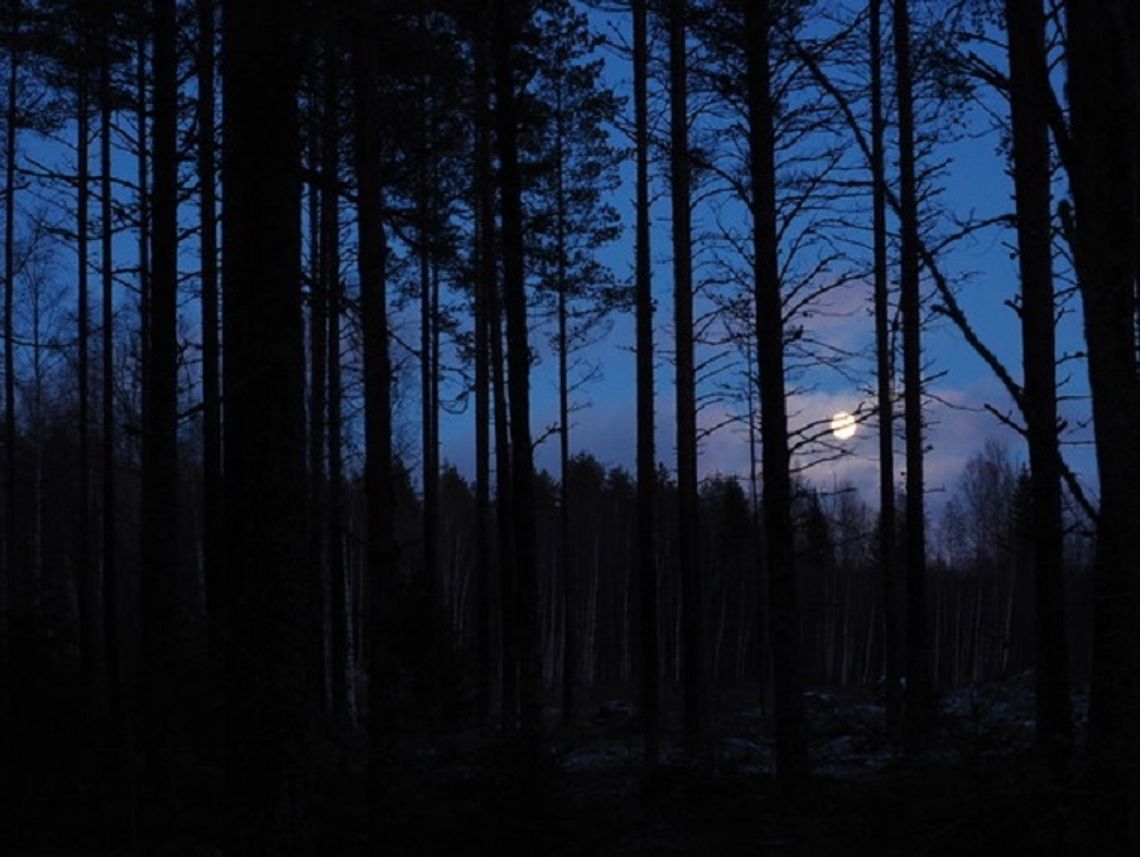Zziębnięta i wystraszona szła leśną drogą. Uratował ją przypadkowy świadek Zziębnięta i wystraszona szła leśną drogą. Uratował ją przypadkowy świadek