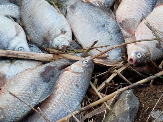 Wędkarze wyłowili tysiące martwych ryb [ZDJĘCIA]