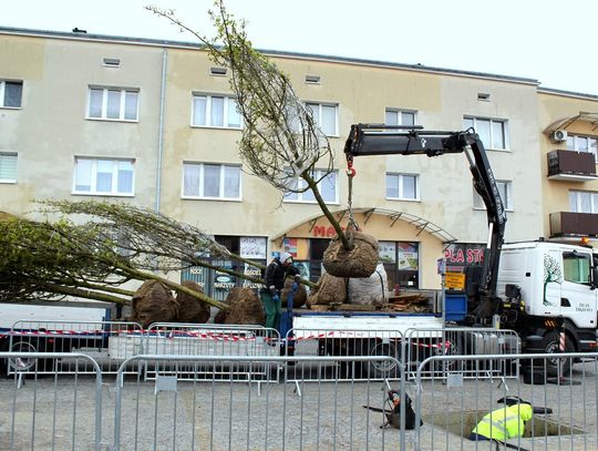 Hrubieszów: Na rynku posadzono drzewa