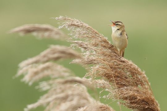 Stasiak Mikołaj, Pośród trzcin [WYRÓŻNIENIE]