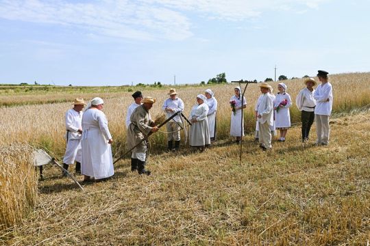 Pokaz żniwowania w Majdanie Górnym