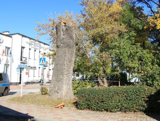 W Hrubieszowie runął pomnikowy dąb. Miał ponad 200 lat. Zobacz zdjęcia