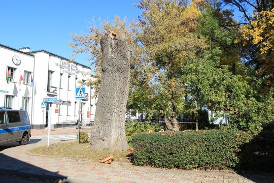 Zabytkowy dąb w Hrubieszowie runął na ziemię