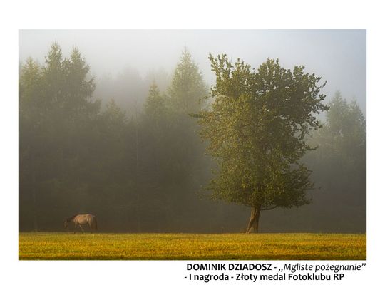 Moje Roztoczańskie Drzewo. Najlepsze prace [ZDJĘCIA]