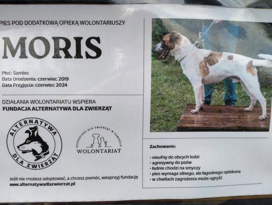 Zamość: Psy ze schroniska czekają na nowy dom - galeria zdjęć