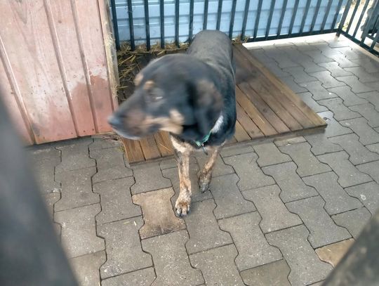 Zamość: Psy ze schroniska czekają na nowy dom - galeria zdjęć