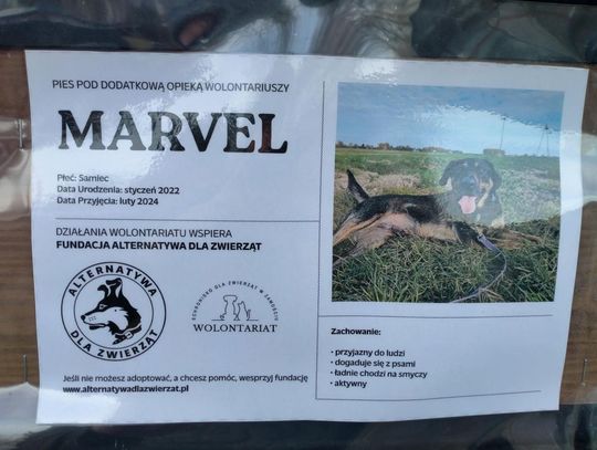 Zamość: Psy ze schroniska czekają na nowy dom - galeria zdjęć