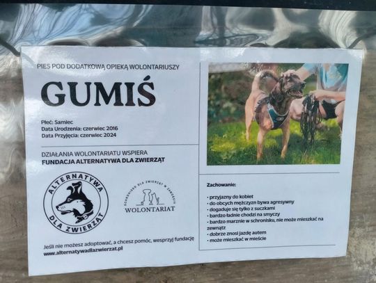 Zamość: Psy ze schroniska czekają na nowy dom - galeria zdjęć