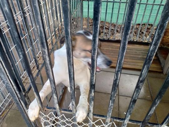 Zamość: Psy ze schroniska czekają na nowy dom - galeria zdjęć