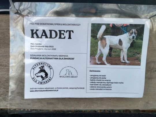 Zamość: Psy ze schroniska czekają na nowy dom - galeria zdjęć